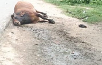 तेज रफ्तार ट्रक ने मारी टक्कर, सांड की मौत, दो पुलिसकर्मी अस्पताल में भर्ती
